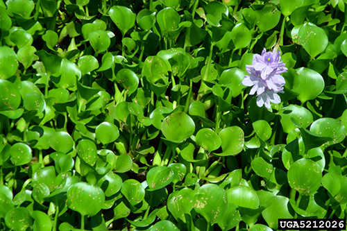 Dense mat of water hyacinth, Eichhornia crassipes (Mart.) Solms, covering a body of water. Photo by Katherine Parys, USDA-ARS, Bugwood.org.
